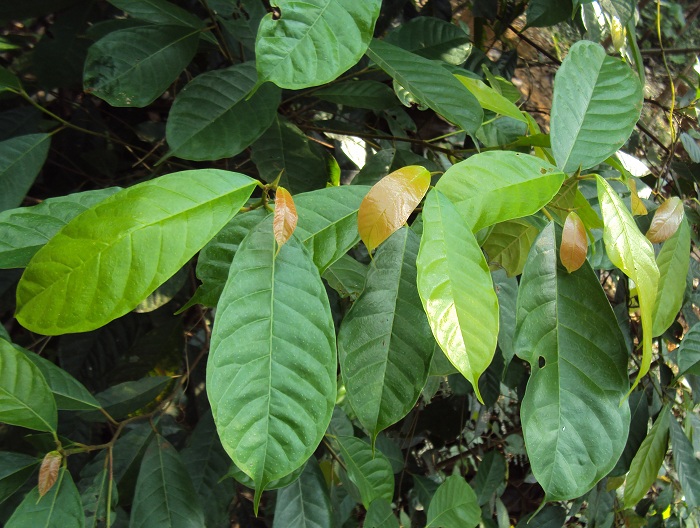 Ficus nervosa